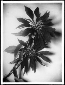 Specimen of two poinsettia (Euphorbia Pulcherrinia) blossoms, ca.1920