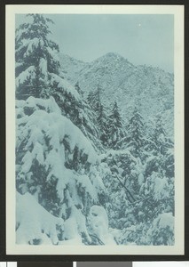 Trees on an unidentified snow-covered slope, showing mountains