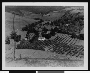 Birdseye view of an unidentified orchard homestead