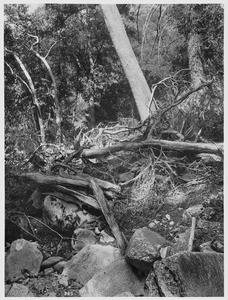 Sierra Madre Mountain forest, ca.1900
