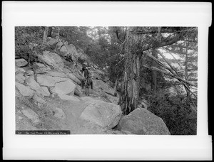 On the trail to Wilson's Peak, California