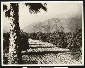 Palm tree and citrus orchards in Southern California, ca.1900