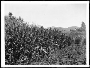 Field of Indian shot (Canna Indica), ca.1920