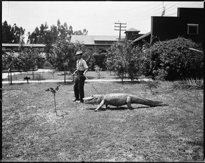 A man leading an alligator via leash at an alligator farm (possibly the California Alligator Farm, Los Angeles), ca.1900