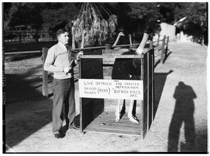 Man packing an ostrich into a crate in Lincoln Park