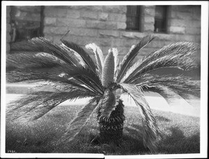 Close-up of a short palm tree in the grassy lawn adjacent to the sidewalk in front of the courthouse, Los Angeles, ca.1920