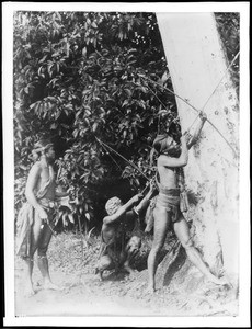 Native bowmen in the jungle of the Philippines, ca.1900