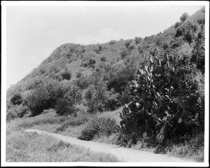 Cactus and scrub oak along a mission road to San Fernando from Riverside, Elysian Park, ca.1895