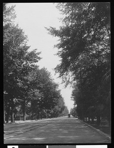 A shady avenue in San Jose, California