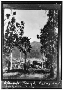 View of Glendale through a grove of eucalyptus and palm trees, 1926