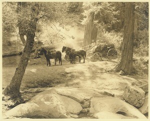 People in a carriage operated by Washburn Stages on Yosemite Road from Wawona, 1901