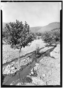 Irrigating young orange trees, October 25, 1933