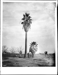 The old palms on Lyon Street, the ranch of Don Juan Ramirez, which extended from Macy Street to Aliso Street, Los Angeles, ca.1890