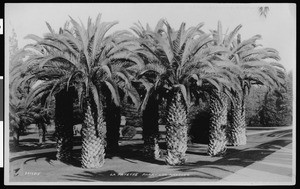 Stand of palm trees in Lafayette Park in Los Angeles