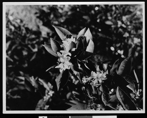 Blossoms from a California orange grove, ca.1910