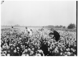 A close view of women picking flowers in a sunflower field