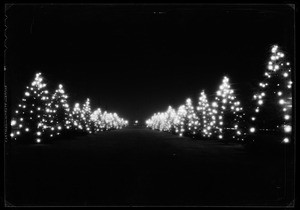 Lighted Christmas trees lining a road at night