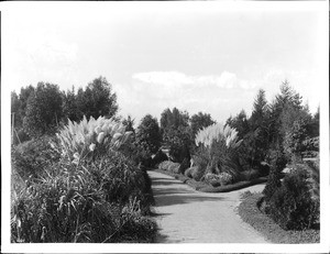 Pampas grass in the garden of East Lake Park (later Lincoln Park), Los Angeles