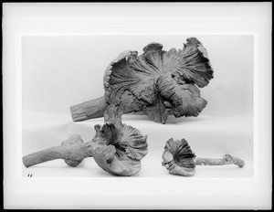 Three specimens of "Rose of Sheol (Hell)", a growth on trees, 1920-1930