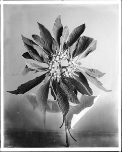 Close-up of a specimen of a poinsettia plant, ca.1920