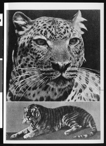 Close-up of a leopard face and also a full side view of a tiger, ca.1930