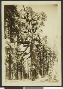 "Grizzly Giant" redwood tree in the Mariposa Grove, Yosemite National Park, ca.1915