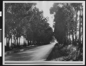 Eucalyptus trees along an unidentified road