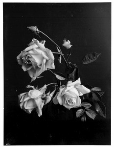 Close-up of 3 roses in bloom