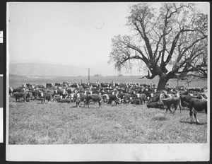 Cattle on Tejon Ranch