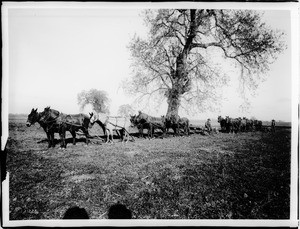 Mule teams on Rhoads Ranch at Grangeville near Hanford, California, 1900