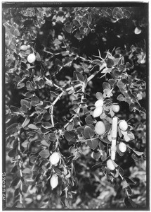 Close-up of a cluster of natal plums at Oakmont, a California Botanic Garden site, February 10, 1927