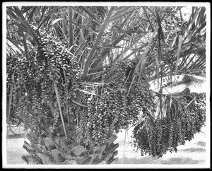 A palm with dates, Los Angeles