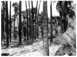 Palm Canyon near Palm Springs, ca.1900