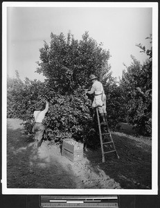 Workers loading boxes marked "Limoneira Company" with oranges, ca.1920