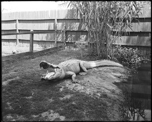 "Okeechobee" in its pen at The California Alligator farm in Los Angeles, California, ca.1900