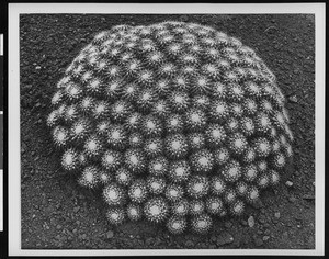 Specimen of a pin cushion cactus on arid ground