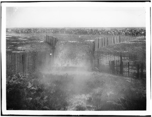 Jackrabbits entering corral in rabbit drive, ca.1900