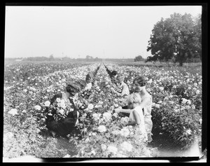 Women picking flowers in a field of roses