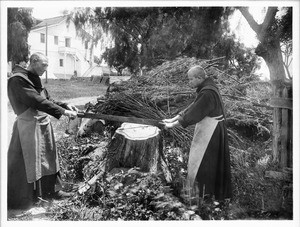 Monks sawing a tree stump to clear the land at Mission Santa Barbara, ca.1900