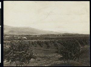 A pear orchard, near Phoenex, Oregon