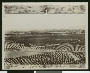 Panoramic view of Riverside, showing orange groves (?), ca.1900