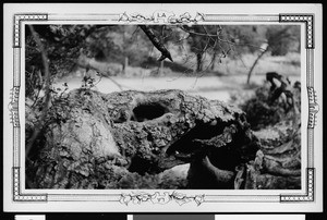 Boundary Oak with trees visible in the background, Griffith Park, May 13, 1941