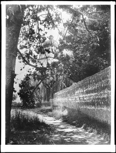 Path by sycamore trees next to the cemetery wall at Mission Santa Barbara, 1901