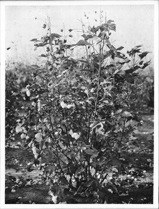 Cotton plant from Imperial, California, ca.1925