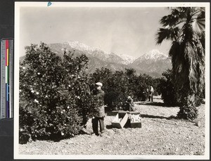 Citrus fruit pickers loading boxes, showing snow-capped mountains in the distance, ca.1900