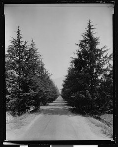 Christmas Tree Lane in Altadena, shown during the daytime