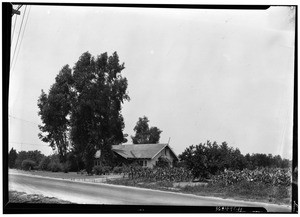 One acre farm near El Monte, showing crops on the right, August, 1927