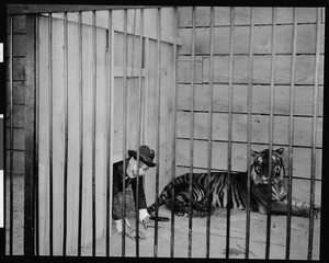 Tiger and a man in a cage, ca.1920