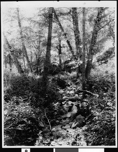 View of an unidentified creek in San Diego County