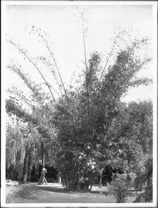 Man near a tall stand of bamboo